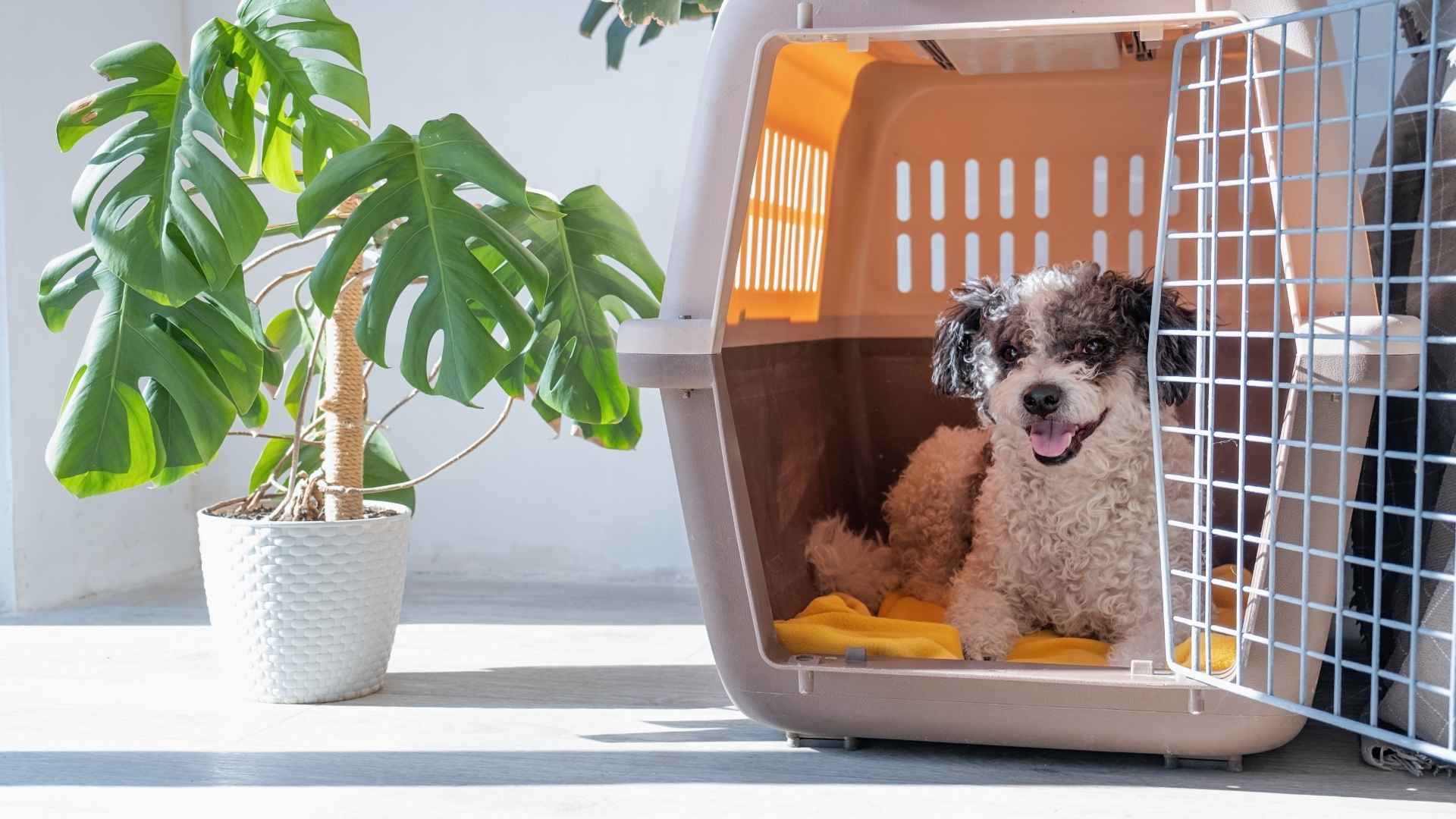 Perro tumbado en su transportin